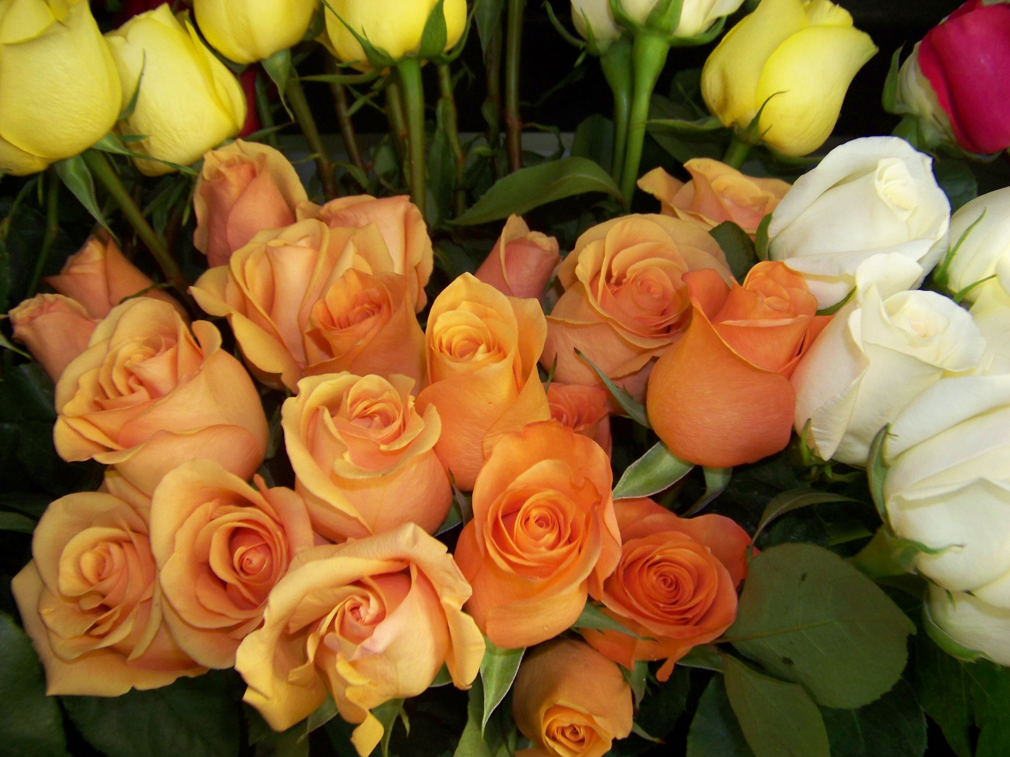 ROSE PETALS
